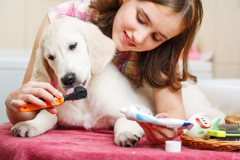 Expert Tips on Choosing the Right Pet Care Services in Guilford, CT, for Your Furry Friend
