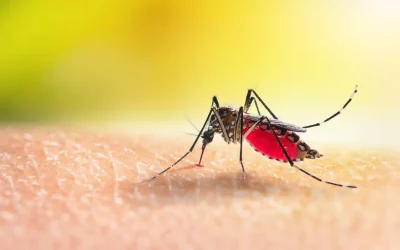 Common Myths About Mosquito Lawn Treatment in Charlestown, IN, and Facts That Matter