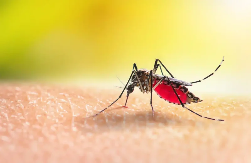 Common Myths About Mosquito Lawn Treatment in Charlestown, IN, and Facts That Matter