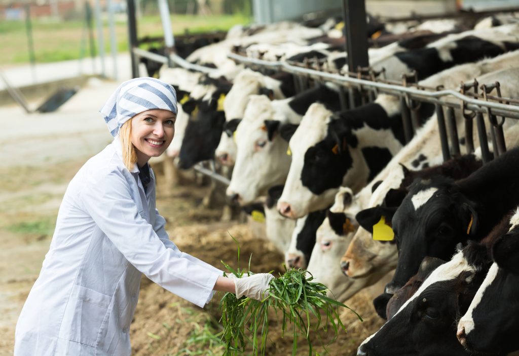 Boost Herd Health and Efficiency Using Dairy Cattle Feed Winkler MB in Daily Rations