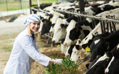 Boost Herd Health and Efficiency Using Dairy Cattle Feed Winkler MB in Daily Rations