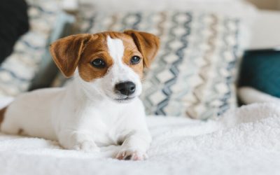 Essential Tips Shared by Dog Groomers Regina for At Home Coat Maintenance