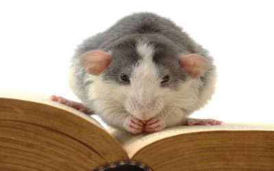 Affordable Solutions From Rodent Removal Services Camp Hill PA For Pest Free Homes