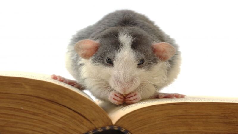 Affordable Solutions From Rodent Removal Services Camp Hill PA For Pest Free Homes