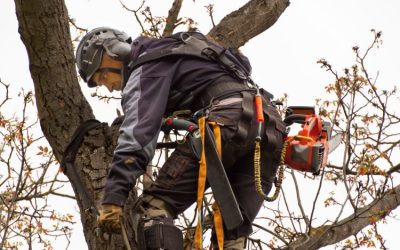 Protect Your Home and Landscape with Tree Cutting Service Thornton, CO Expertise