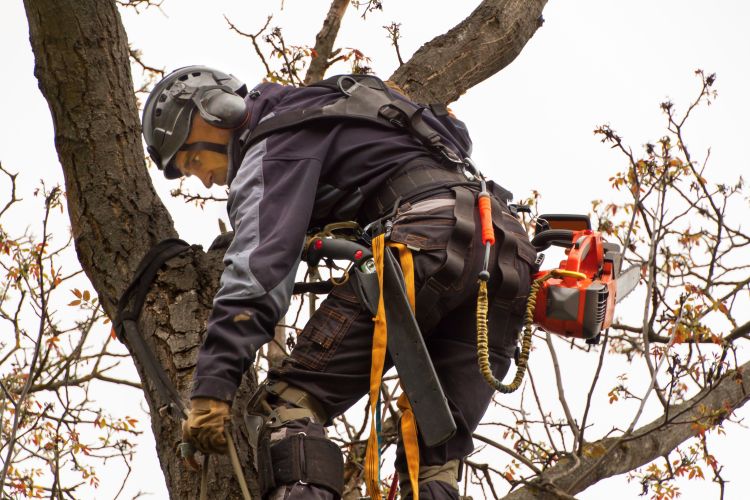 Protect Your Home and Landscape with Tree Cutting Service Thornton, CO Expertise