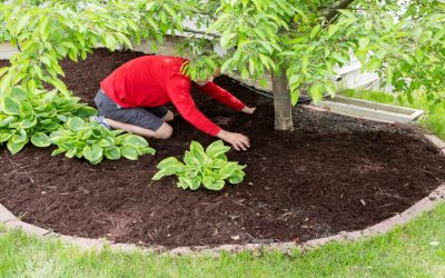 Transform Your Home Oasis with Backyard Design in Murrieta, CA for Lasting Enjoyment