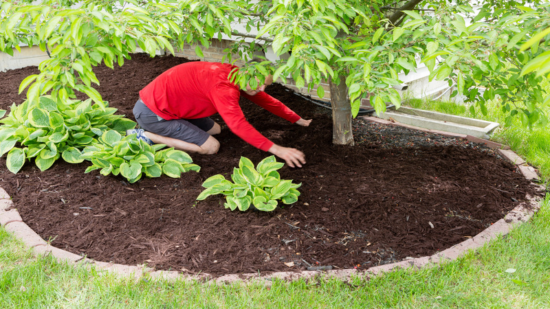 Expert tips on tree trimming and pruning in McDonough, GA, for safer and longer-lasting trees