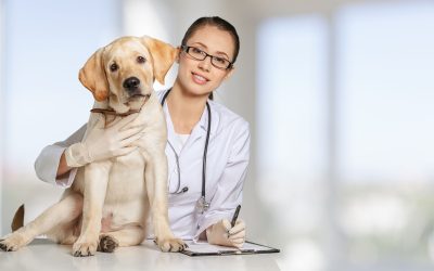 Important Services Every Pet Needs From a Veterinarian Boca Raton FL