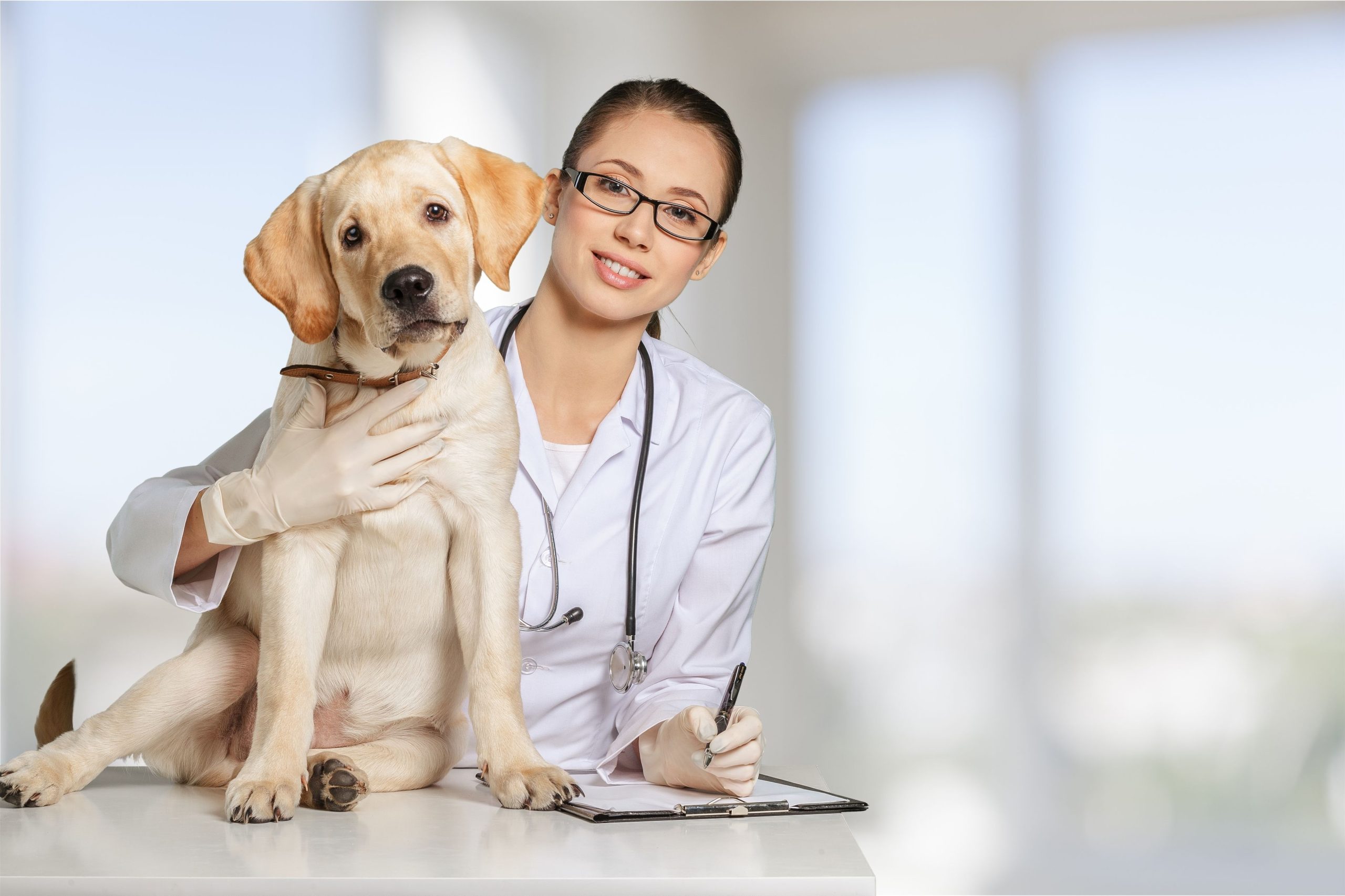 Important Services Every Pet Needs From a Veterinarian Boca Raton FL
