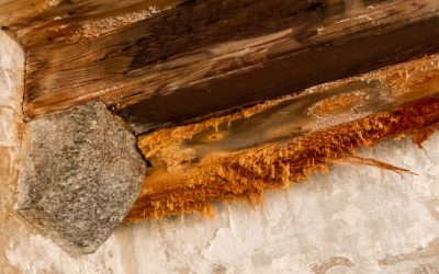 Protect Your Family With Professional Black Mold Removal in Macon, GA