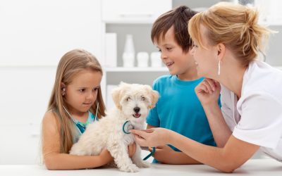 How a Vet Ardmore, PA Can Keep Your Pets Healthy and Happy Year Round