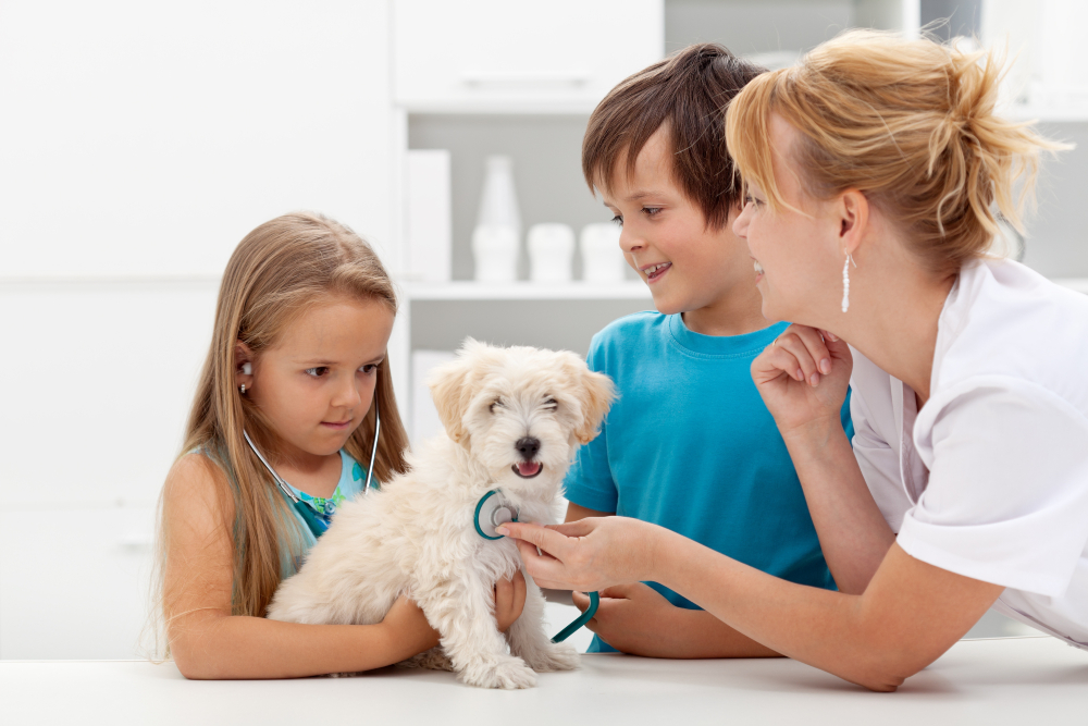 How a Vet Ardmore, PA Can Keep Your Pets Healthy and Happy Year Round