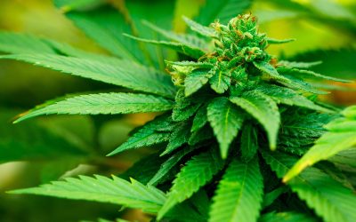 Satisfy Your Curiosity About the Best THCA Pre Rolls in the USA for a Premium Option
