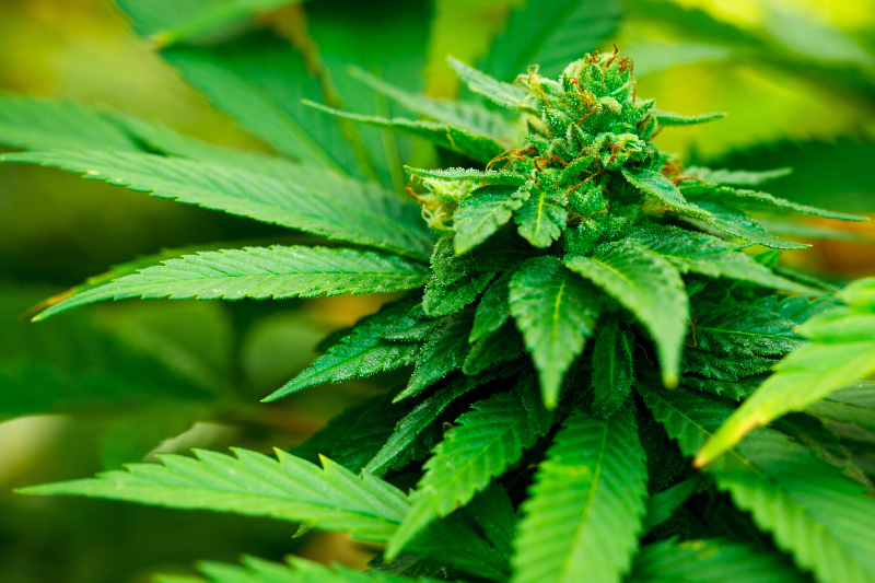 Satisfy Your Curiosity About the Best THCA Pre Rolls in the USA for a Premium Option