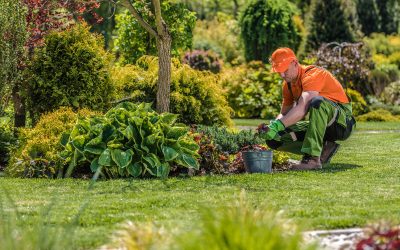 Achieve a Stress Free Outdoor Oasis with Lawn Care Services Land O Lakes FL Professionals