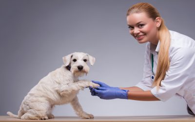 Loving Homes Await Goldendoodle Puppies For Sale, Star ID with Family-Friendly Qualities