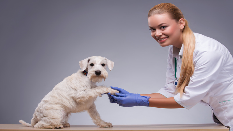 Loving Homes Await Goldendoodle Puppies For Sale, Star ID with Family-Friendly Qualities