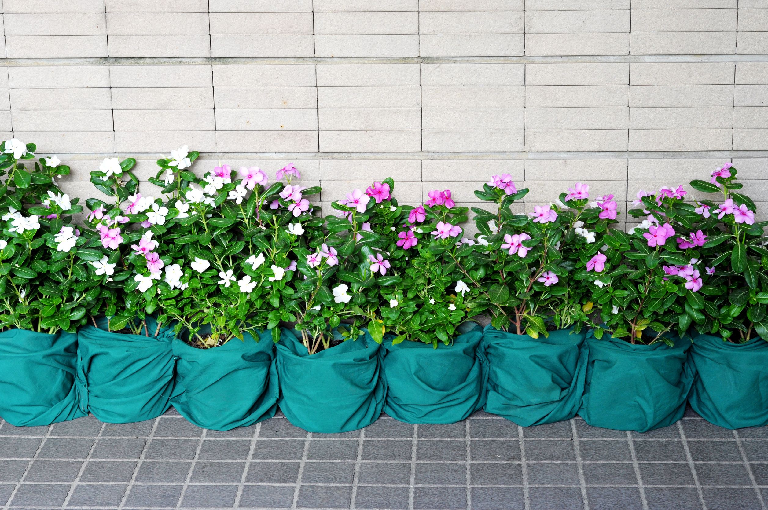 Create a lush retreat using House Plants in Pensacola, FL for easy Southern care