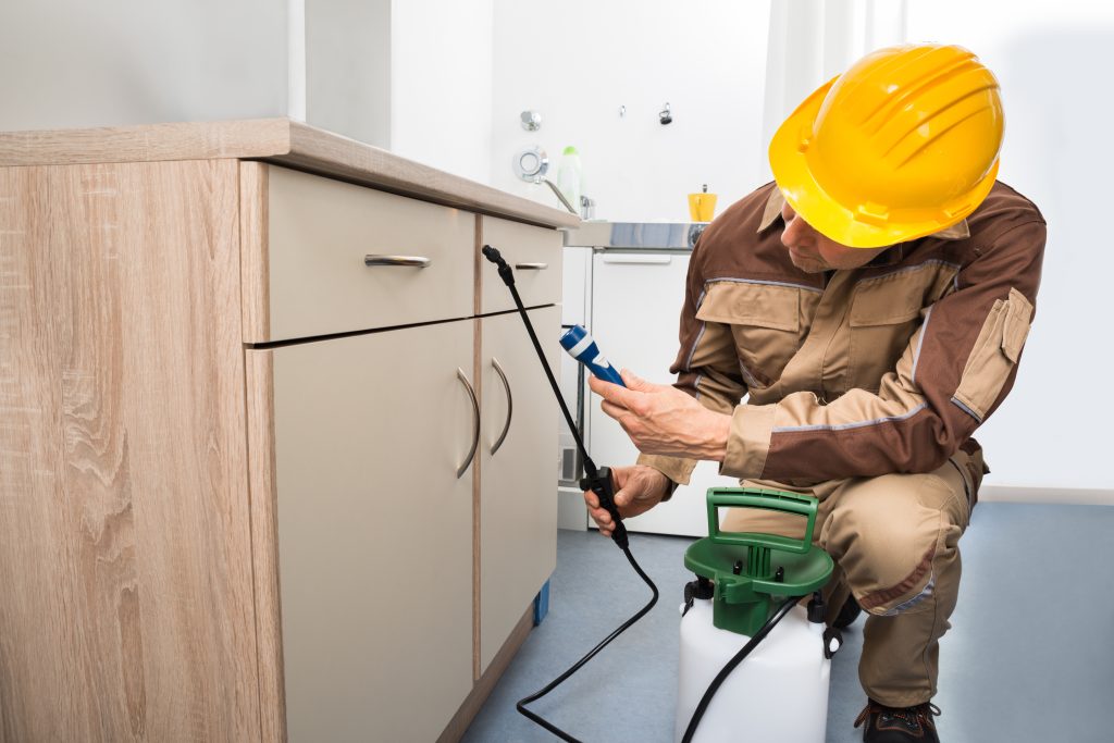 Pest Control Services Spartanburg SC Offer Trusted Solutions for Local Homeowners