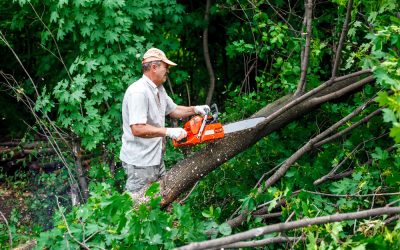 Protect Your Home Investment by Choosing Tree Removal Services in Orange Park, FL