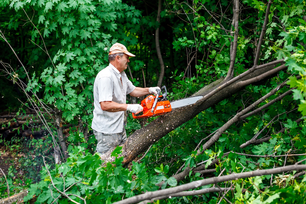 Protect Your Home Investment by Choosing Tree Removal Services in Orange Park, FL