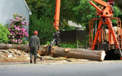 Safe and Reliable Tree Removal Snohomish WA Solutions for Residential Properties