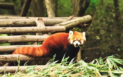 Protect Your Home and Family Using Animal Removal Lake Geneva, WI Solutions