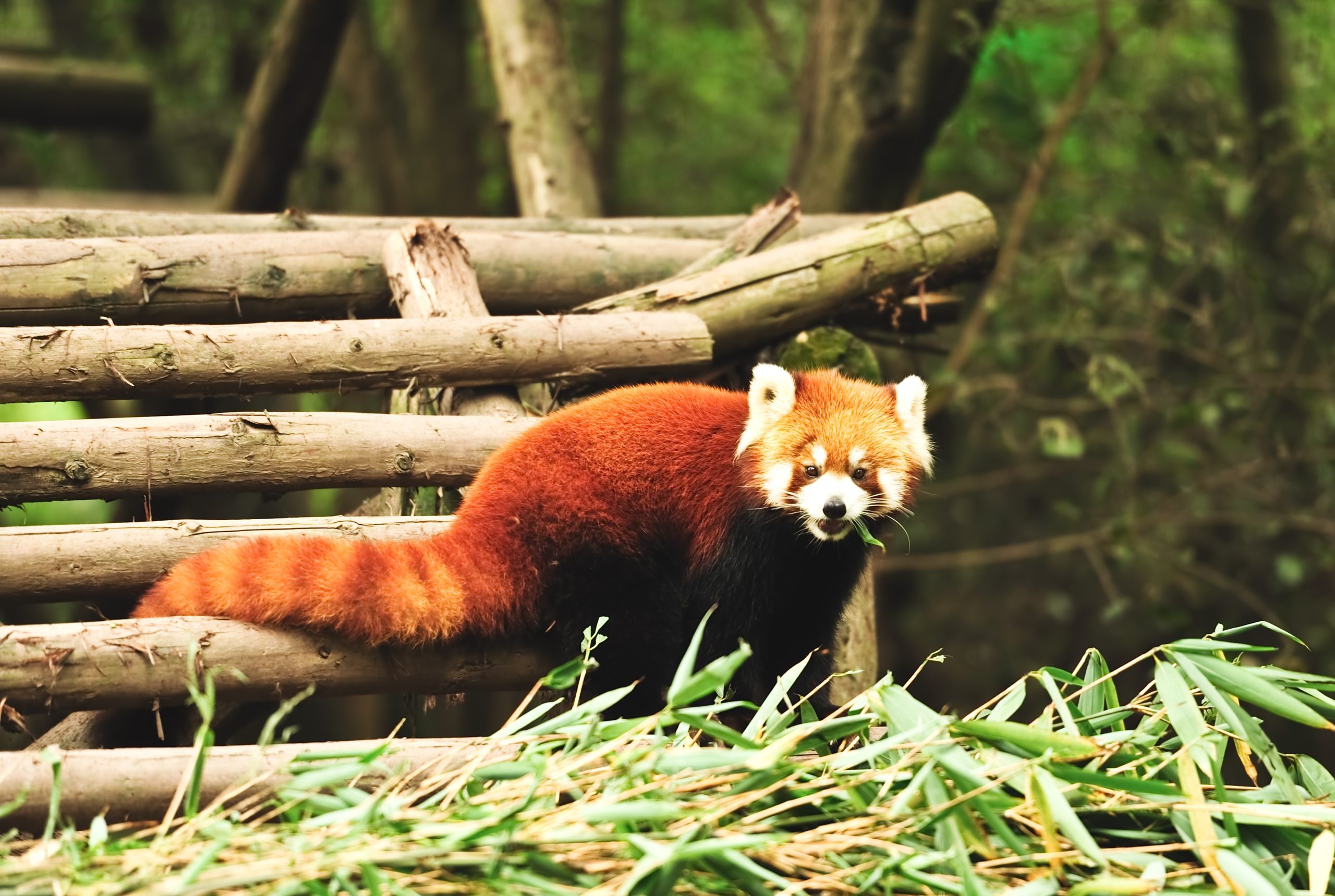 Protect Your Home and Family Using Animal Removal Lake Geneva, WI Solutions