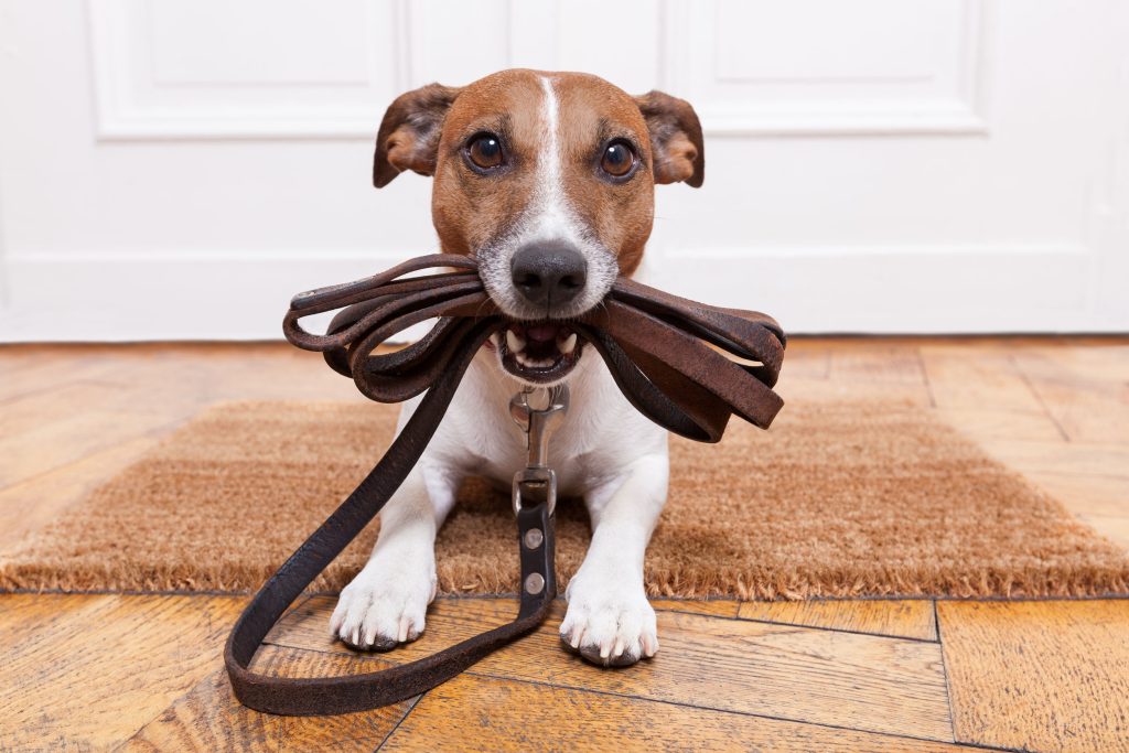 Understanding the Process and Cost of Spay And Neuter in Lenexa, KS for Your Pets