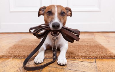 Understanding the Process and Cost of Spay And Neuter in Lenexa, KS for Your Pets