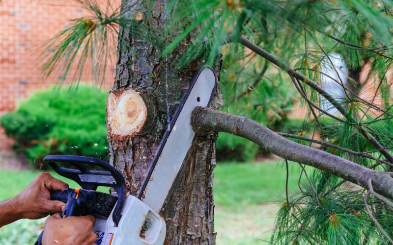 Signs You Need a Tree Removal Company Before Damage Occurs