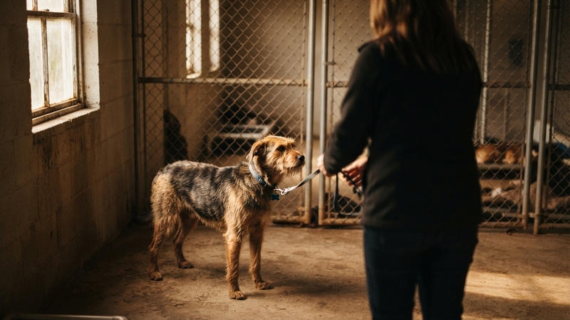 Adoption Services and Support at an No-Kill Shelter